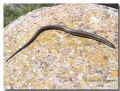 Chalcides chalcides